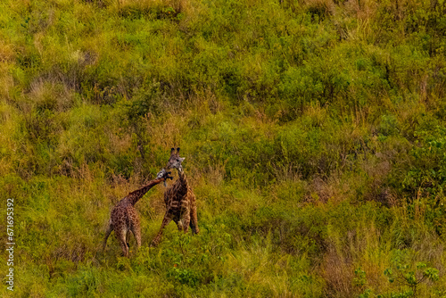 Two giraffes fighting for mating privileges in Reserve