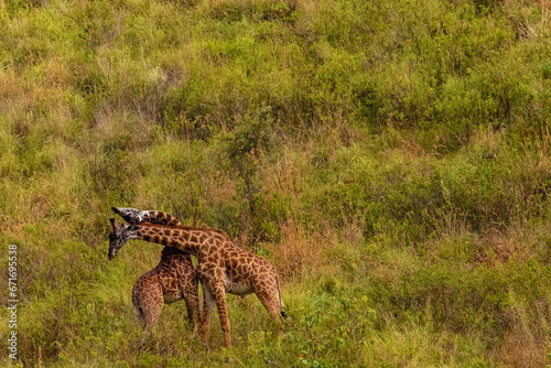 Two giraffes fighting for mating privileges in Reserve