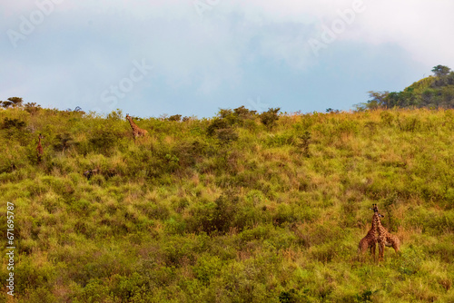Fototapeta Naklejka Na Ścianę i Meble -  Two giraffes fighting for mating privileges in Reserve