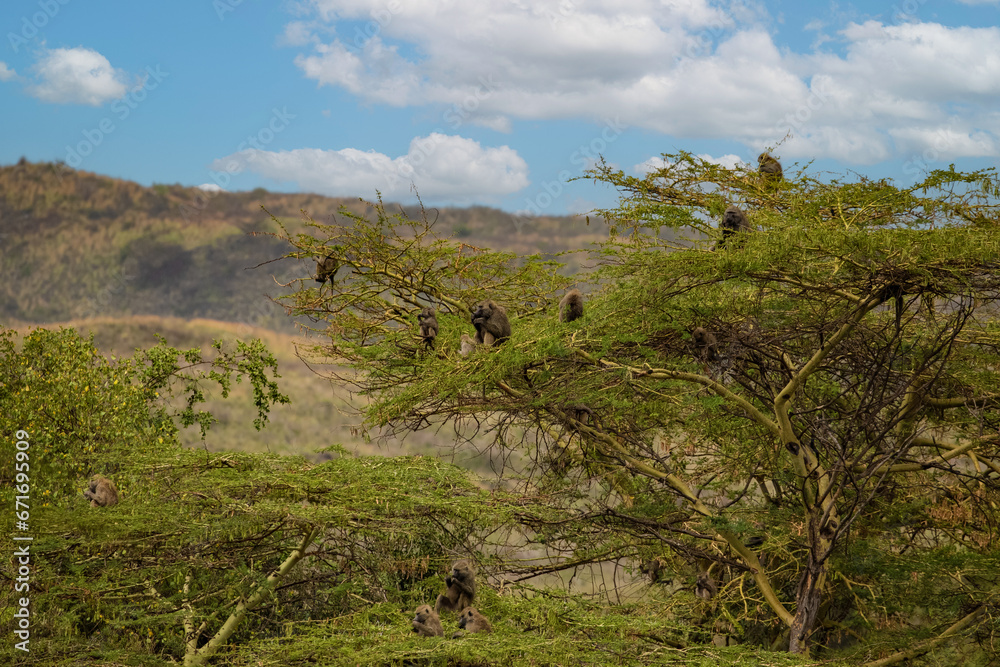flock of monkeys sitting on tree in an african reserve flock of monkeys sitting on tree in an african reserve