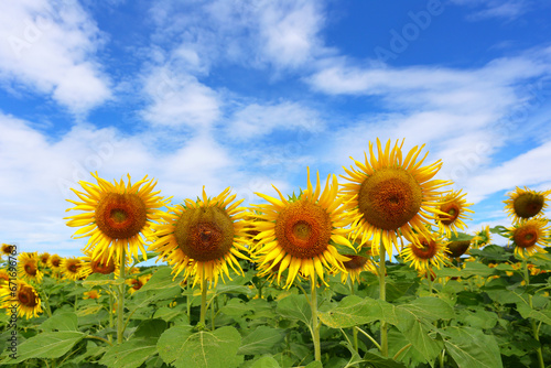 Sunflowers are blooming and light from the sun on a clear day.