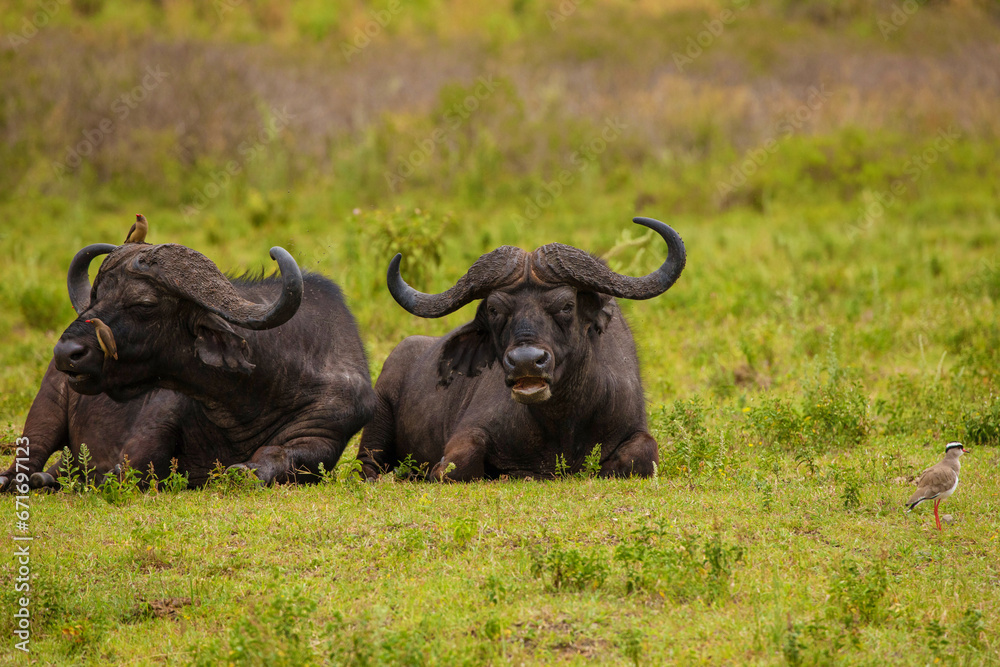African buffalo in field Ngorongoro Kenya during daylight African buffalo in field Ngorongoro Kenya during daylight