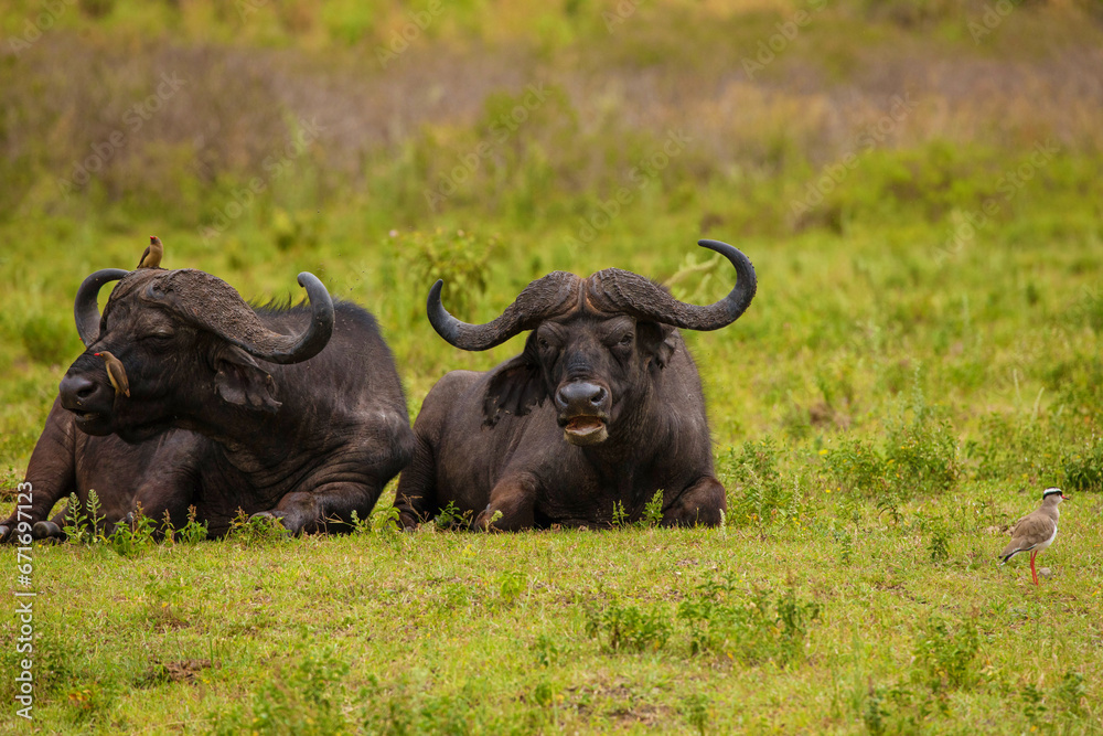 African buffalo in field Ngorongoro Kenya during daylight