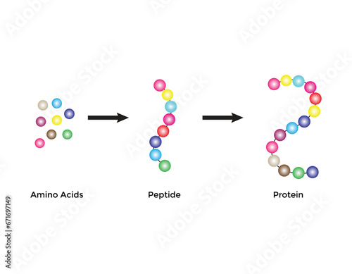 Scientific Designing of Biochemical Structure Of Amino Acids, Peptides And Proteins Molecular Model. Vector Illustration.