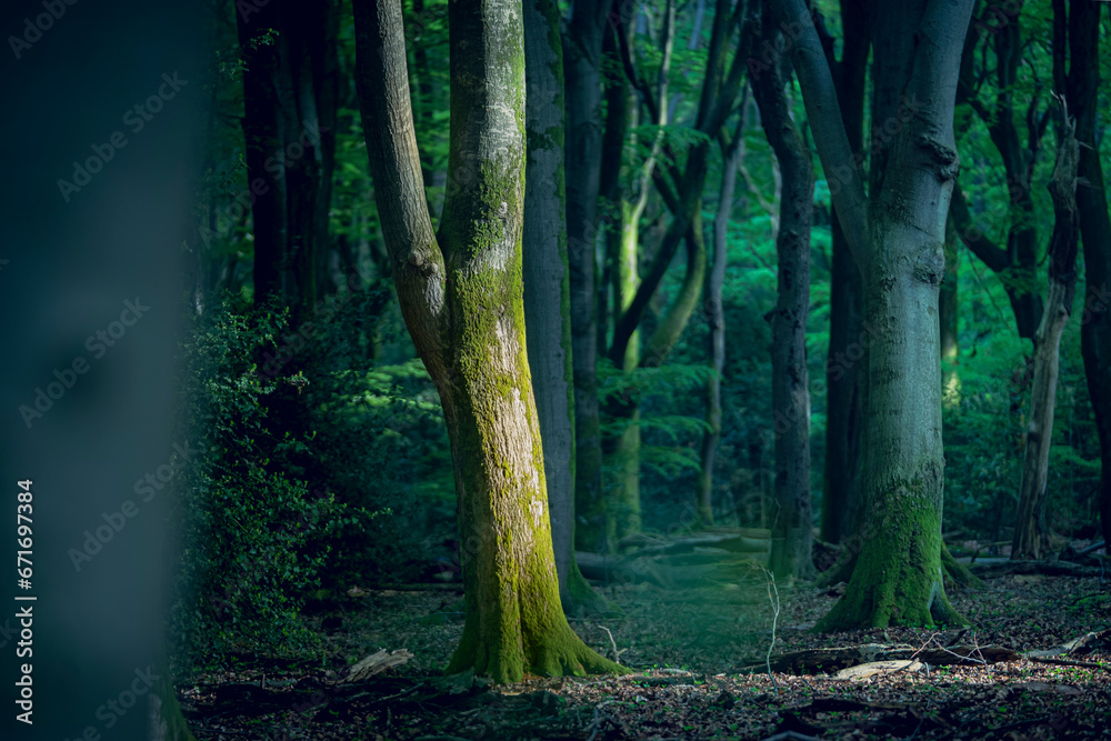 Green forest with sunlight on a tree trunk in Dutch woods - obrazy, fototapety, plakaty 