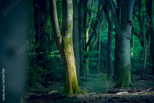 Green forest with sunlight on a tree trunk in Dutch woods photo