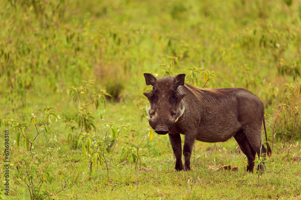 Common Warthog in wild cloceup and looking eyes to eyes Common Warthog in wild cloceup and looking eyes to eyes