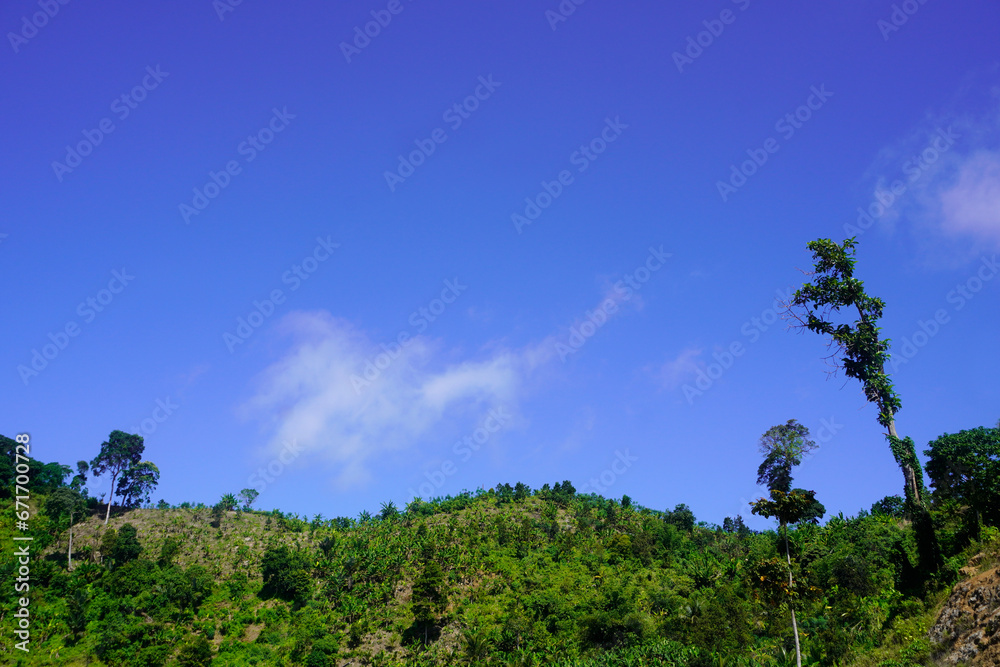 The top of a kapok tree with a blue sky background. Tree branch with copy space The top of a kapok tree with a blue sky background. Tree branch with copy space