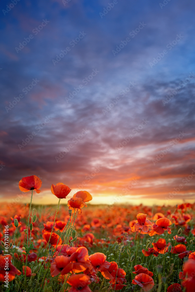 A sunset on a poppy field, Denmark