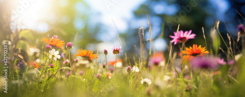 The landscape of colorful flowers in a forest with the focus on the setting sun. Soft focus © Jasmina