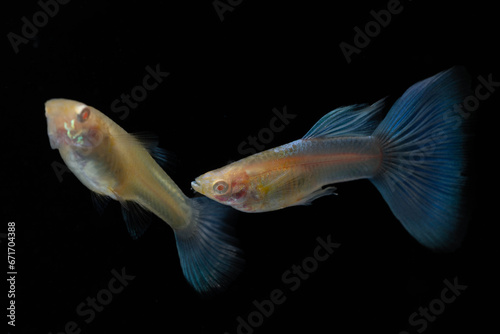 A pair of Albino Blue Tail Guppy Fish (Poecilia reticulata) isolated black background, Male and female fancy guppy.