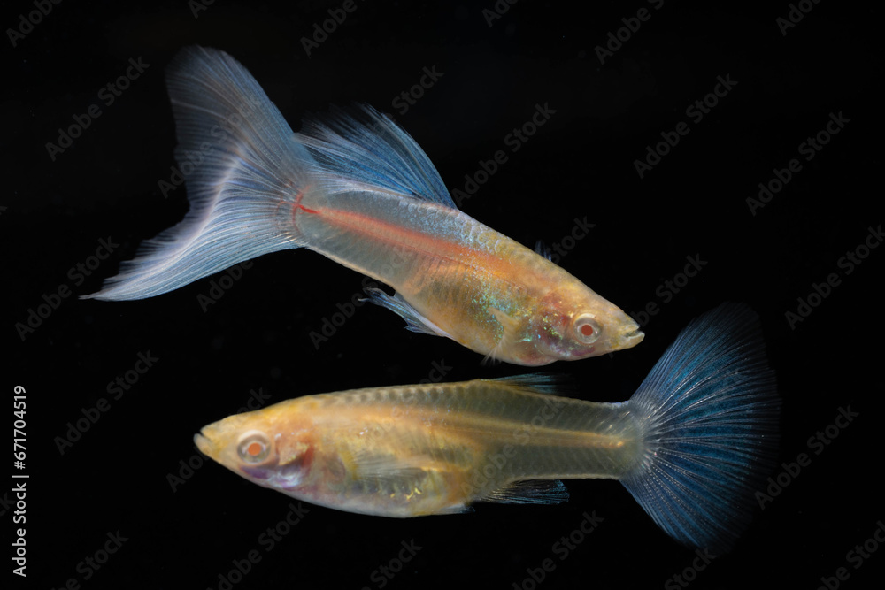 A pair of Albino Blue Tail Guppy Fish (Poecilia reticulata) isolated black background, Male and female fancy guppy.