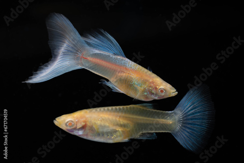 A pair of Albino Blue Tail Guppy Fish (Poecilia reticulata) isolated black background, Male and female fancy guppy.