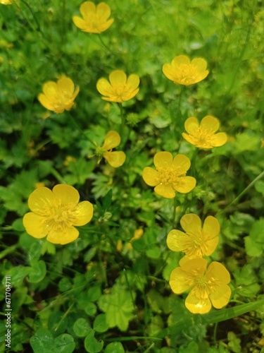 Meadow plant. A blooming yellow buttercup or Ranunculus acris on a field on a sunny summer day. Floral wallpaper.