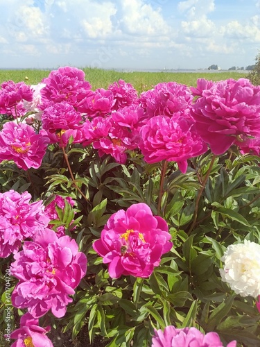 beautiful blooming white and pink huge peonies in a summer park. Floral Wallpaper