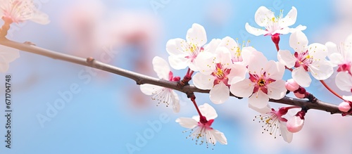 The blooming of Prunus pisardi is enhanced by the blurry sky backdrop