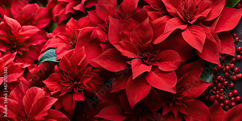 Christmas red poinsettia bloom 