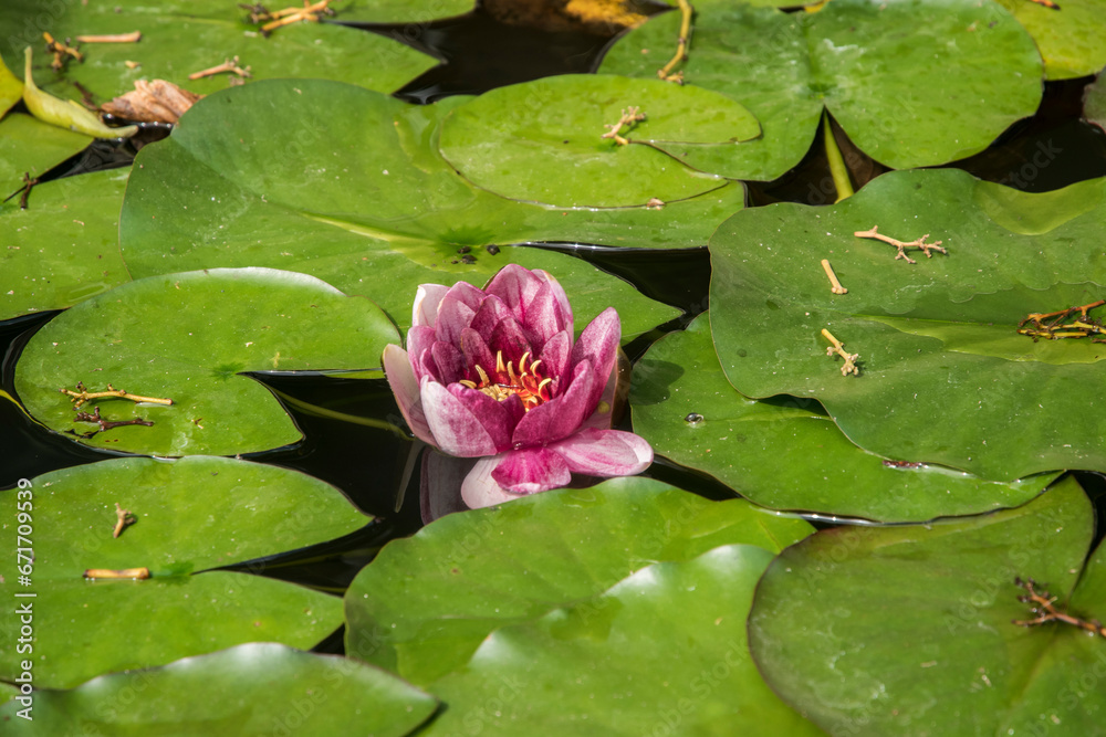 Red Water Lilly Nymphaea Laydekeri Purpurata Closeup Red Water Lilly Nymphaea Laydekeri Purpurata Closeup