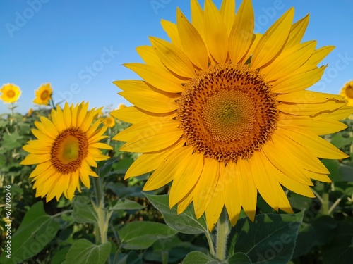 Fototapeta Naklejka Na Ścianę i Meble -  sunflower in the field