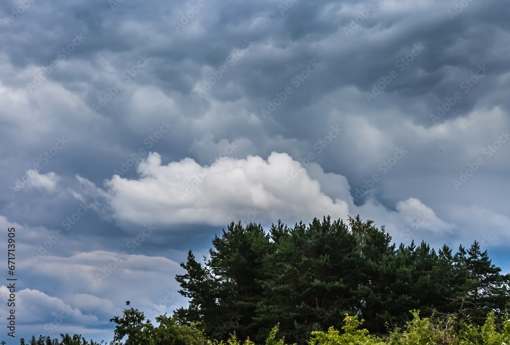 White clouds in a blue sky and treetops in summer White clouds in a blue sky and treetops in summer