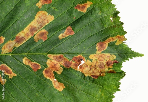 Leaf mines on horse chestnut leaf. Damage caused by horse chestnut leaf miner (Cameraria ohridella), close up view photo