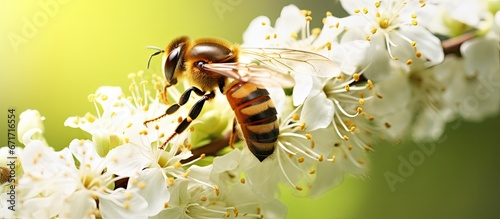 The hoverfly known as Volucella zonaria imitates hornets and gathers nectar from white blossoms photo