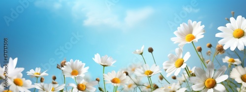 Spring summer flower background banner panorama landscape - Spring summer meadow field with beautiful white daisy flowers ( Bellis perennis ) with sunshine and blue sky photo