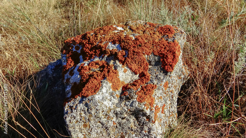 Orange and gray lichens on coastal limestone stones and rocks in Crimea