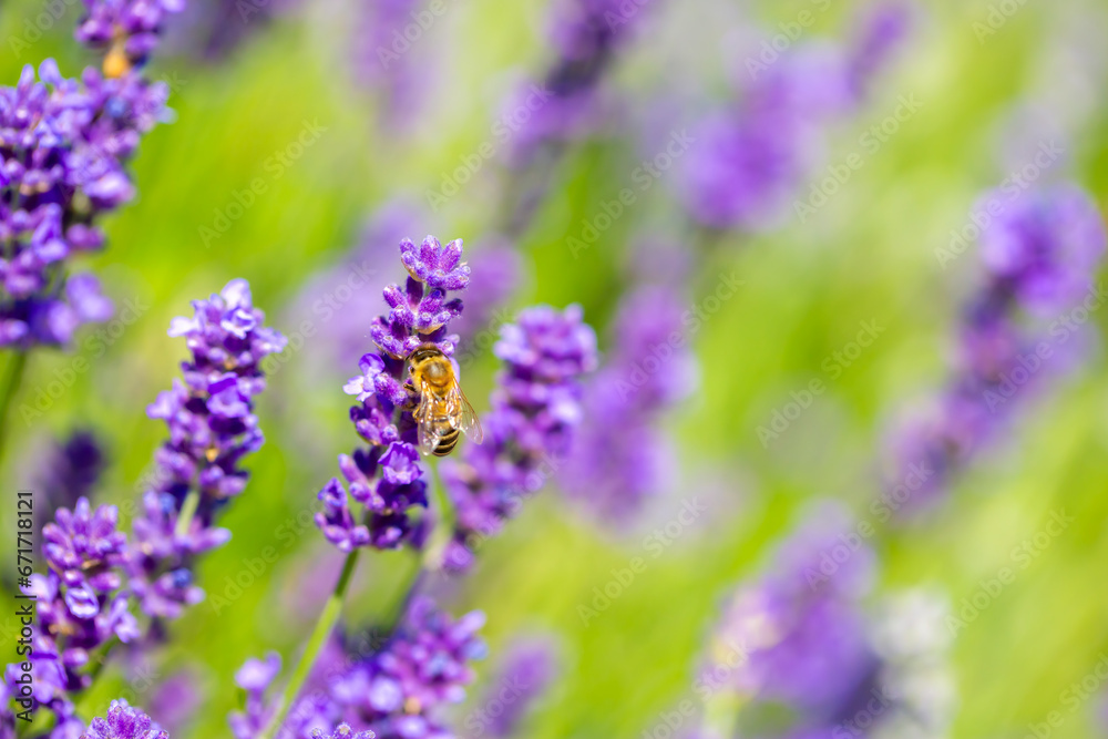 Spring lavender flowers under sunlight. Bees pollinate flowers and collect pollen. Lavender honey. Beautiful landscape of nature with a panoramic view. Hi spring. long banner Spring lavender flowers under sunlight. Bees pollinate flowers and collect pollen. Lavender honey. Beautiful landscape of nature with a panoramic view. Hi spring. long banner