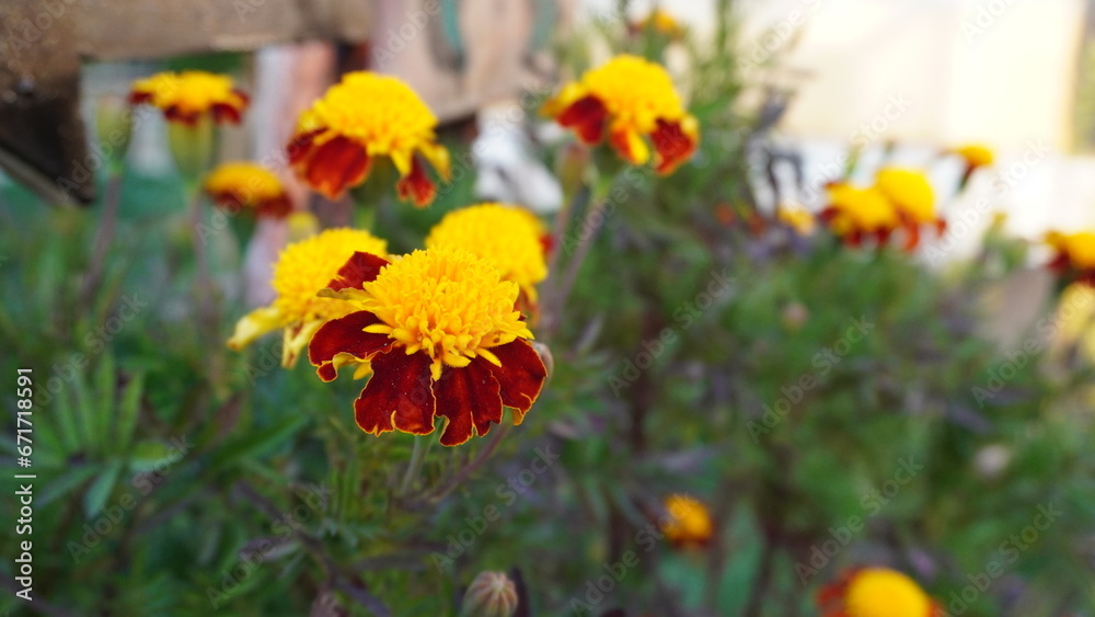 Marigold
Flowers
A genus of annual and perennial plants of the Asteraceae family.