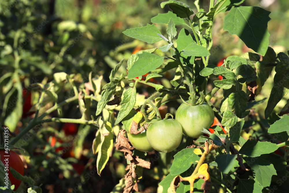 Unripe tomatoes growing on bush outdoors, closeup Unripe tomatoes growing on bush outdoors, closeup