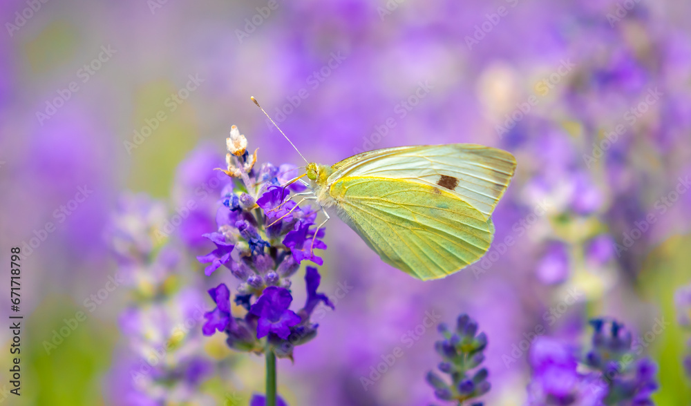 Butterflies on spring lavender flowers under sunlight. Beautiful landscape of nature with a panoramic view. Hi spring. long banner Butterflies on spring lavender flowers under sunlight. Beautiful landscape of nature with a panoramic view. Hi spring. long banner