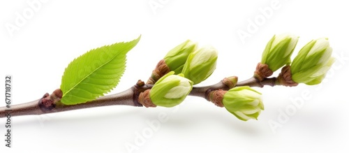 The spring season brings forth the blossoms of the chestnut tree bud photo