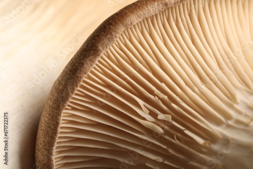 Macro photo of oyster mushrooms as background