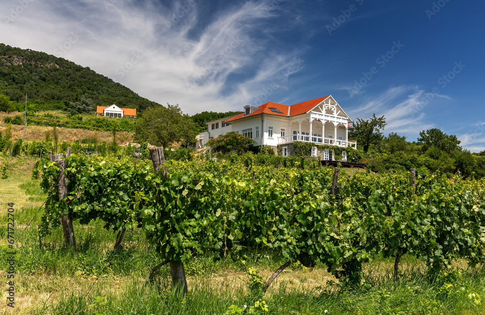 Vineyard with house in Balaton uplands, Hungary Vineyard with house in Balaton uplands, Hungary