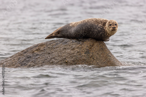 Common Seal photo