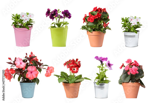 Many flower pots with different plants isolated on white, collection © New Africa