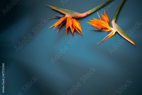 tropical exotic  flowers and leaves on blue background