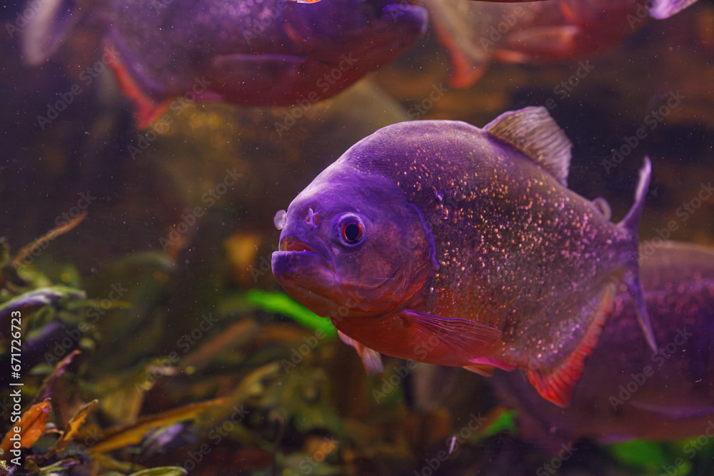underwater photography of fish Pygocentrus nattereri underwater photography of fish Pygocentrus nattereri