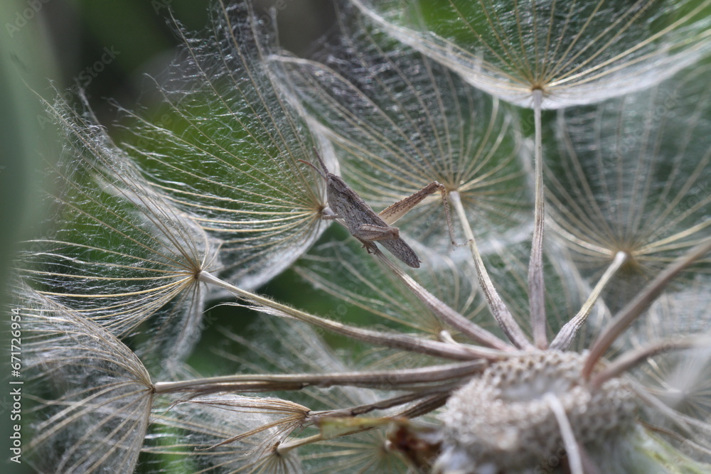 cactus close up