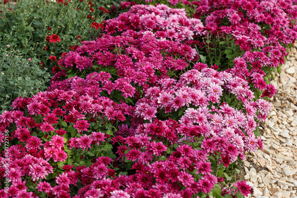 Beautiful chrysanthemum bushes yellow, red, white, pink, red colors