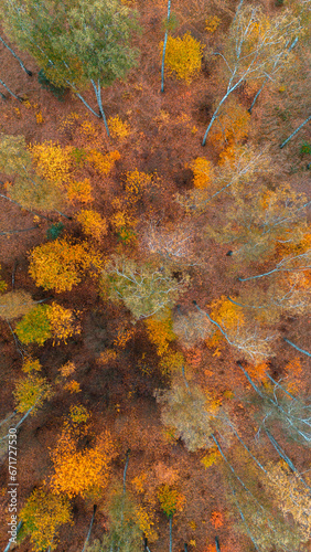 bird's eye view of a beautiful autumn forest. Golden colors, mixed forest