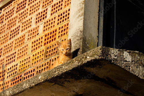 Pequeño gatito  callejero sobre muro en edificio en obras