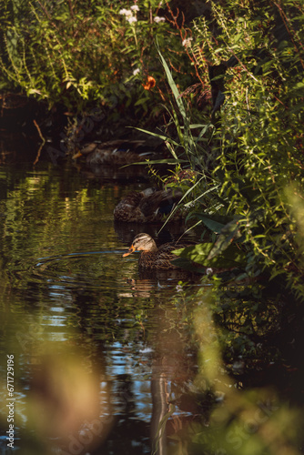 Cute brown duck swims in a small lake near Muiden in the Netherlands