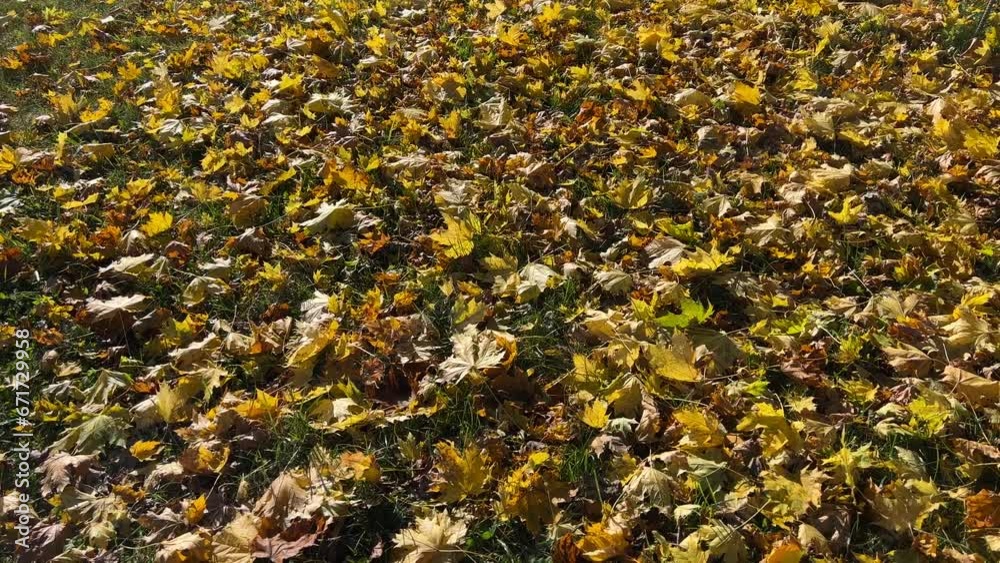 Autumn leaf fall yellow leaves on the ground Autumn leaf fall yellow leaves on the ground
