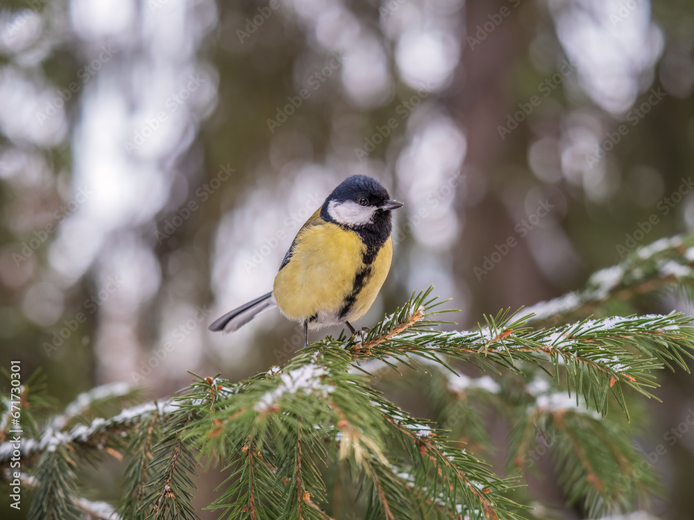 Obraz premium Cute bird Great tit, songbird sitting on the fir branch with snow in winter
