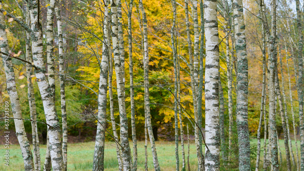 Białe pnie brzozy na tle żółtych jesiennych liści. Jesień, kolory jesieni.