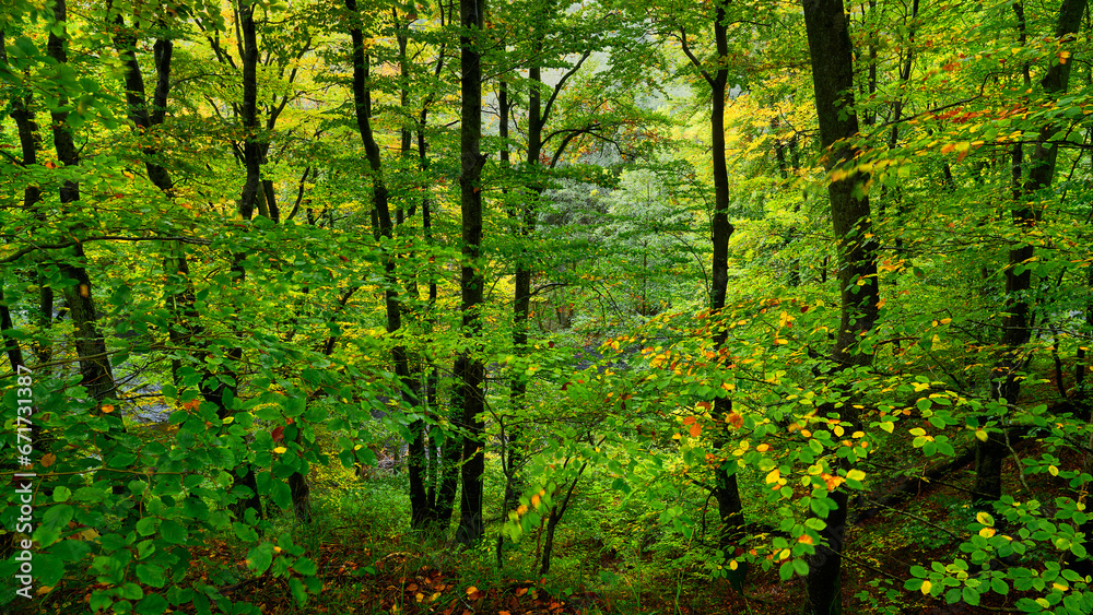 Jesień. Kolory jesieni. Bukowy las w złocie i czerwieni. Rzeczka, wartki strumień i omszałe kamienie. - obrazy, fototapety, plakaty 