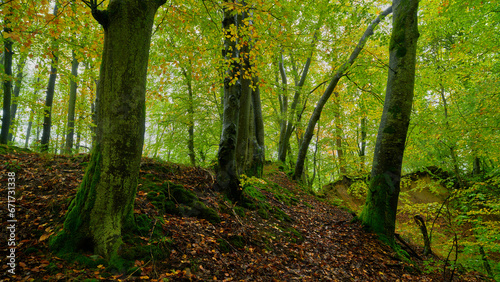 Jesie  . Kolory jesieni. Bukowy las w z  ocie i czerwieni. Rzeczka  wartki strumie   i omsza  e kamienie.
