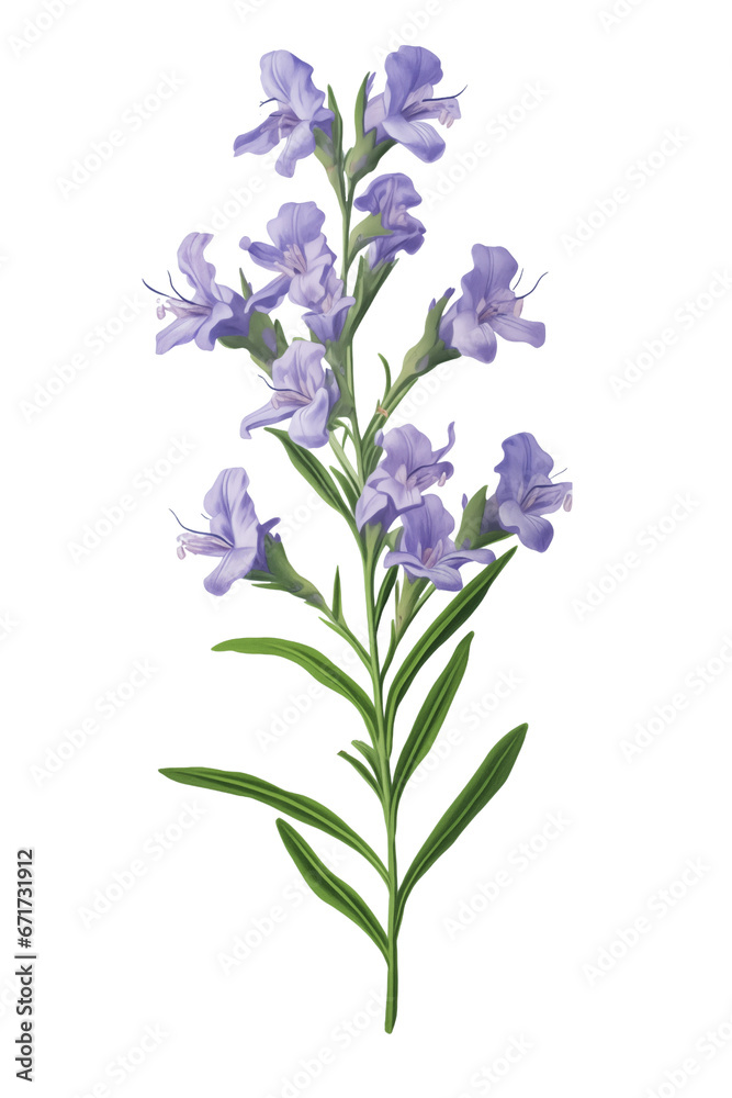 Hyssopus officinalis or Hyssop flower, transparent background